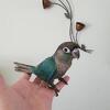 Turquoise Conures for Sale in South Florida
