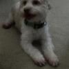Havanese for sale