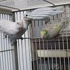 Parrotlets for sale