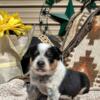 Corgie-Heeler puppies (cowboy corgie puppies)