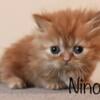 Standard Minuet Kitten TICA registered *NIno*