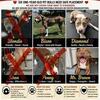 Large Young Dogs Looking for Loving Forever Homes