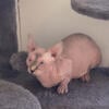 Sphynx female cat kittens for sale