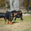 Male Rottweiler puppy