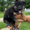 German shepherd puppies AKC