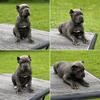 Cane Corso Puppies. Females. Champion bloodline
