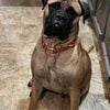 Bullmastiff female akc