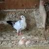 Tippler Pigeons Available