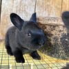 Silver Fox Rabbits - Kits born May 19