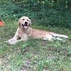 AKC Golden Retriever Puppies For Sale