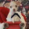 Tiny toy, chihuahua boys Santa’s little helpers 
