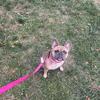 Female Frenchie 