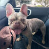 Lilac tri , Merle male Frenchie
