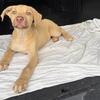 pit husky mix