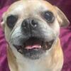Pug mix
