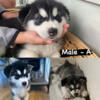 Big Sale  Siberian Husky puppies for Sale (Raleigh- Chapel Hill - Durham & surrounding areas)