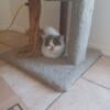 Exotic shorthair Adult Available Blue & white Van CFA Register