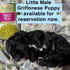 Stunning Tiny Griffonese Pups!