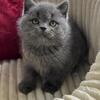 NEW!!!! british kitten, male. In excellent breed type. 3 months old