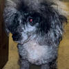 Toy Poodle Stud Services Available