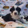 Australian Shepherd Puppies ready October 20th