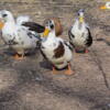 Ancona duck drakes and hatching eggs.