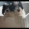Mini bernedoodles