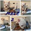 French Bulldog puppies 4 weeks old