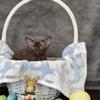 Devon Rex in Florida 