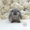 Holland lop bunny rabbit