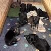 Belgian Malinois Black lab mix