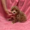 Tiney toy poodle female so sweet smart and loving