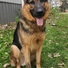 Male King Shepherd Stud