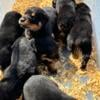 6 German Rottweiler puppies for sale Give me a call