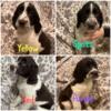 Springer Spaniel Puppies For Sale