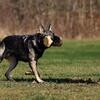 IGP3 Titled and Health Tested German Shepherd for Stud Service AKC
