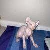 Elf Sphynx blue eyed male kitten