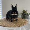 Netherland dwarf Doe