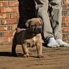  Liberty’s Cane Corso Dynasty 