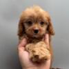 CAVAPOO Houston, San Antonio, Austin, Corpus Christi, Laredo, Brownsville, Reynosa, Monterrey, Matamoros, Nuevo Laredo