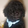 black Standard Poodle (AKC) puppies