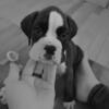 Akc 7 week old male boxer puppy