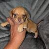 Tcup Chihuahua Puppies 