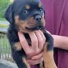 AKC ROTTWEILER PUPPIES READY NOW