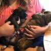 Boxer puppies looking for forever home