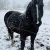 Perch X haffie cross mare