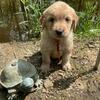 English Crème Golden Doodle Puppies!