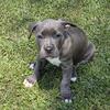 American Bully Puppies 