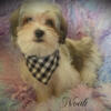 Absolutely Gorgeous~ Male Malshi Puppy (3/4 Maltese 1/4 Shihtzu) ~ 