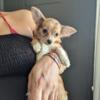 Chihuahua Athena girl puppy